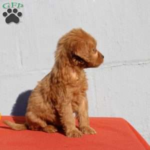 Vayda, Mini Goldendoodle Puppy